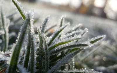 Tips For Getting Your Lawn Ready For Winter