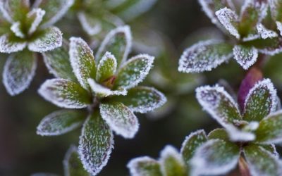 Does a Late Season Freeze Hurt My Plants?