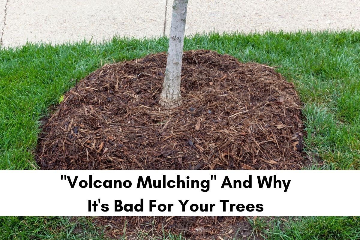 How To Make Mulch Bed Around Tree at Mary Torkelson blog