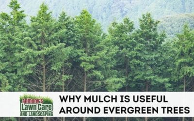 Should You Be Mulching Around Evergreen Trees?