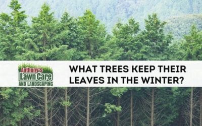 What kinds of trees retain their leaves in winter?