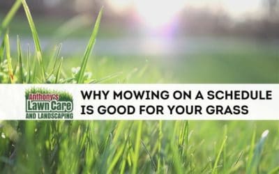 Are There Benefits of Mowing Regularly