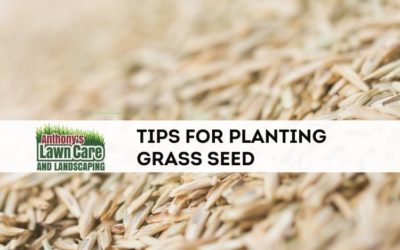 Tips for Successfully Planting Grass Seed