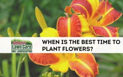 When Is The Best Time To Plant Flowers, Trees And Shrubs?