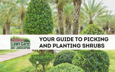 All about shrubs — Your guide to picking and planting shrubs