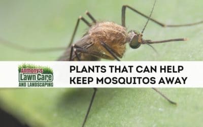 Plants For Your Lawn That Can Keep Mosquitos Away