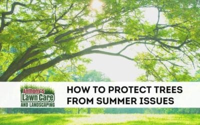 How To Protect Your Trees From Summer