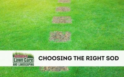 Choosing the Right Sod for Your Yard