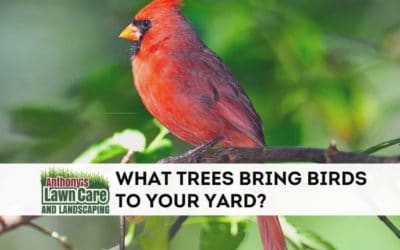 What Types of Trees Bring Birds To Your Yard?