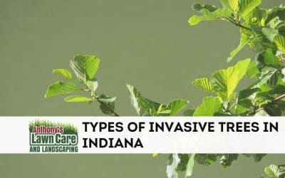 Types of Invasive Trees in Indiana