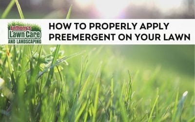 The Proper Way to Apply Pre-Emergent on Your Lawn