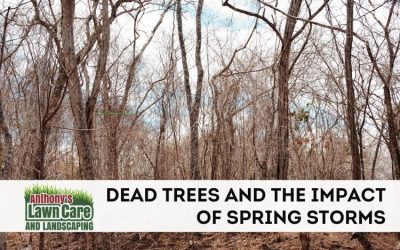 Dead Trees and The Danger of Spring Storms