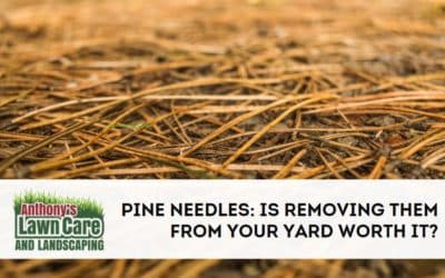 Should You Clean Up The Pine Needles From Your Yard?